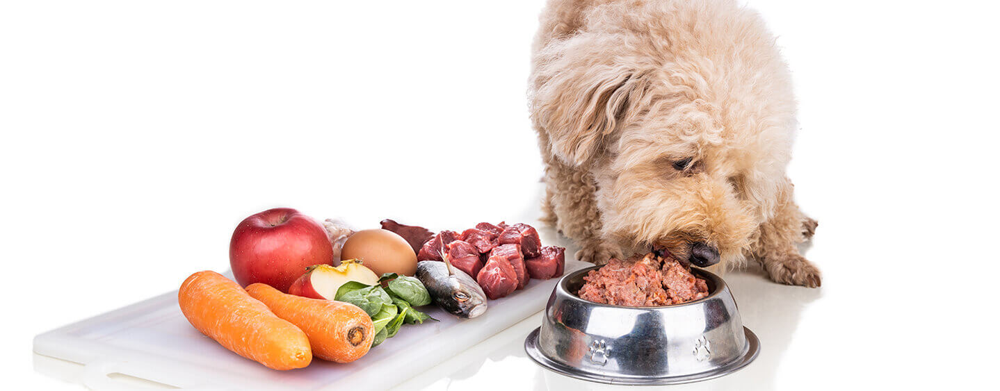 Dog ate raw steak off outlet counter